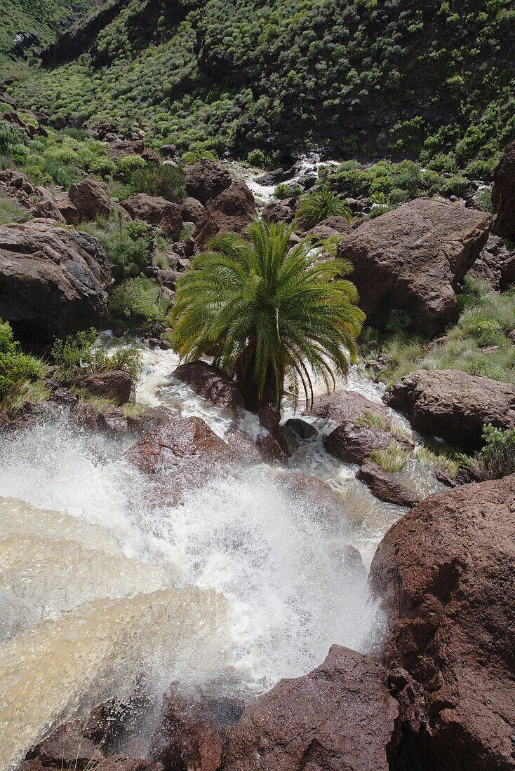Palme an einem Wasserfall im Sonnenlicht, Los Azulejos, Veneguera Schlucht, Gran Canaria, Kanarische Inseln, Spanien, Europa