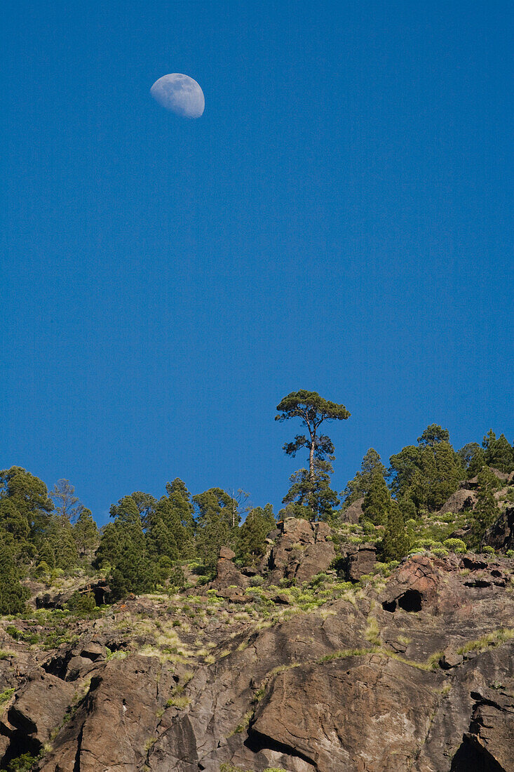 Mond über kanarischen Kiefern im Gebirge, Tal von El Risco, Naturpark Tamadaba, Gran Canaria, Kanarische Inseln, Spanien, Europa