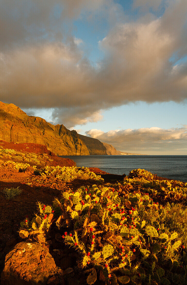 Blick über Kakteen auf die Steilküste unter Wolkenhimmel, Parque rural de Teno, Teneriffa, Kanarische Inseln, Spanien, Europa