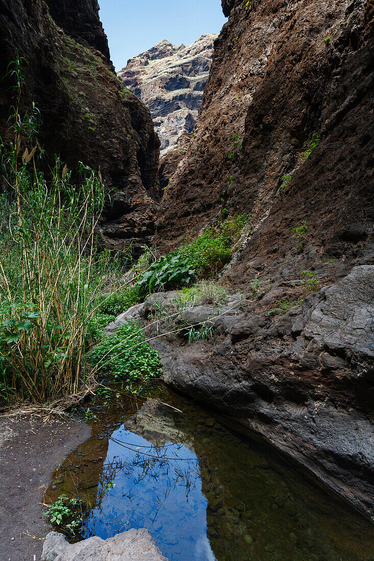 Bach zwischen Felsen in der Masca Schlucht, Barranco de Masca, Parque Rural de Teno, Teneriffa, Kanarische Inseln, Spanien, Europa