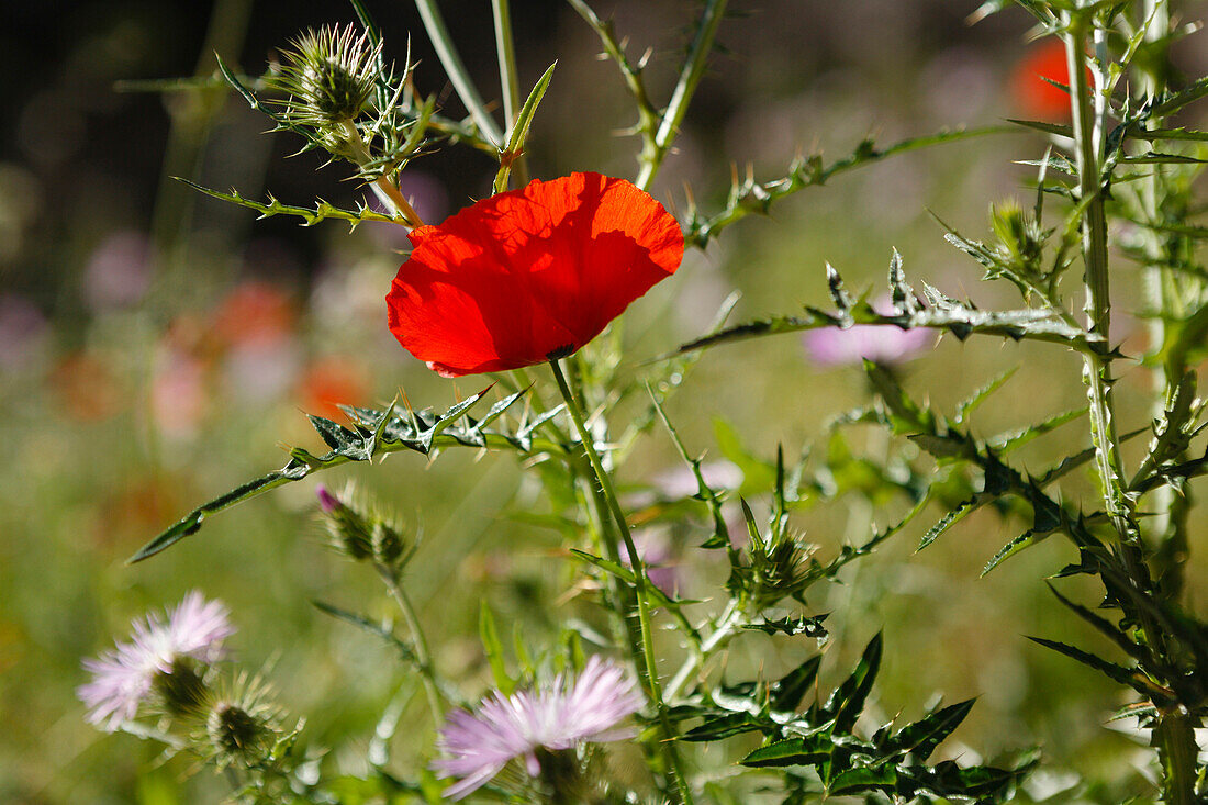 Poppy and thistle in the sunlight, Masca canyon, Parque rural de Teno, Tenerife, Canary Islands, Spain, Europe