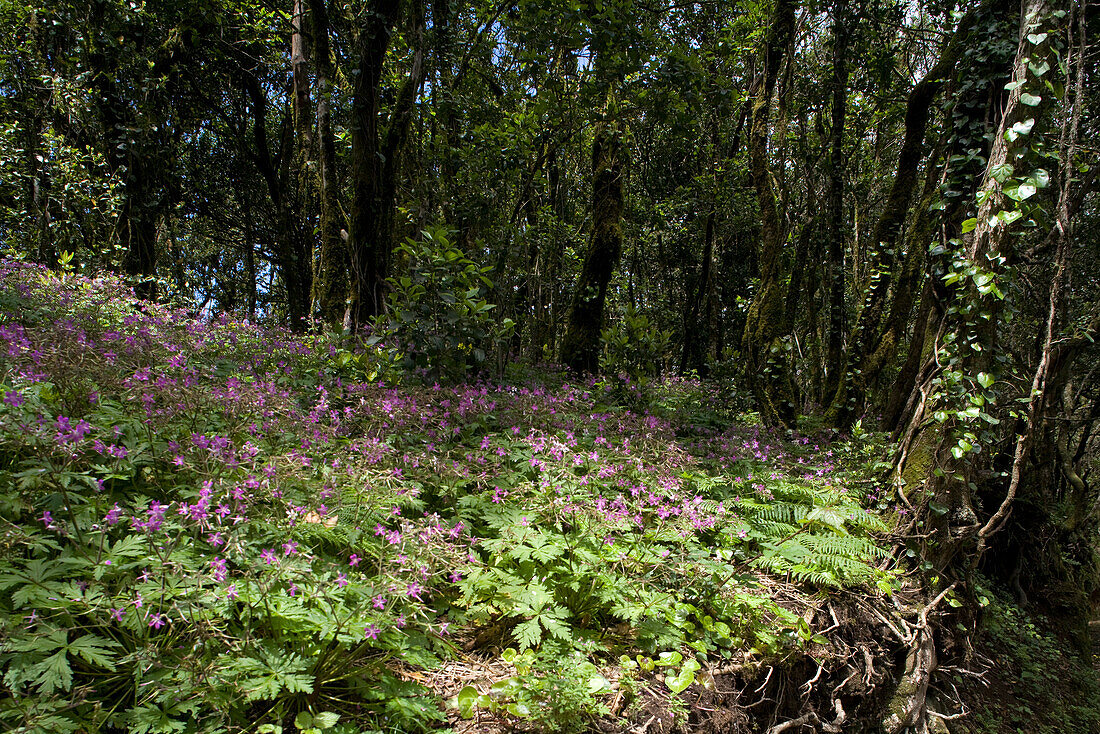 Idyllic laurel forest, Anaga mountains, Parque Rural de Anaga, Tenerife, Canary Islands, Spain, Europe
