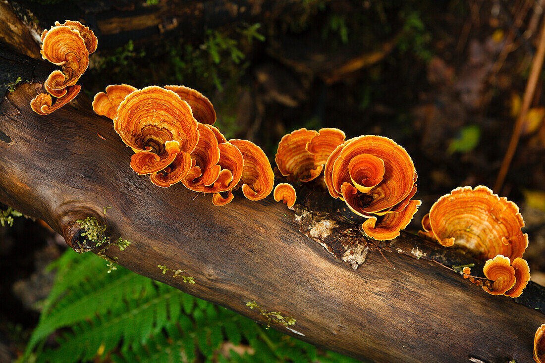 Bracket fungi in the laurel forest, Anaga mountains, Parque Rural de Anaga, Tenerife, Canary Islands, Spain, Europe