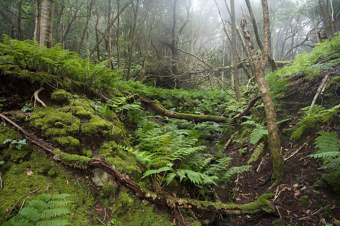 Bach Farne im Lorbeerwald, Anaga Gebirge, Parque Rural de Anaga, Teneriffa, Kanarische Inseln, Spanien, Europa