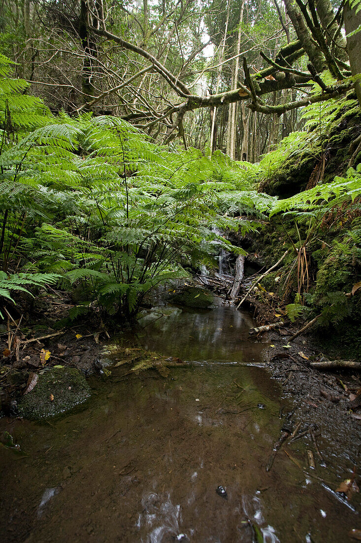 Bach und Farne im Lorbeerwald, Anaga Gebirge, Parque Rural de Anaga, Teneriffa, Kanarische Inseln, Spanien, Europa