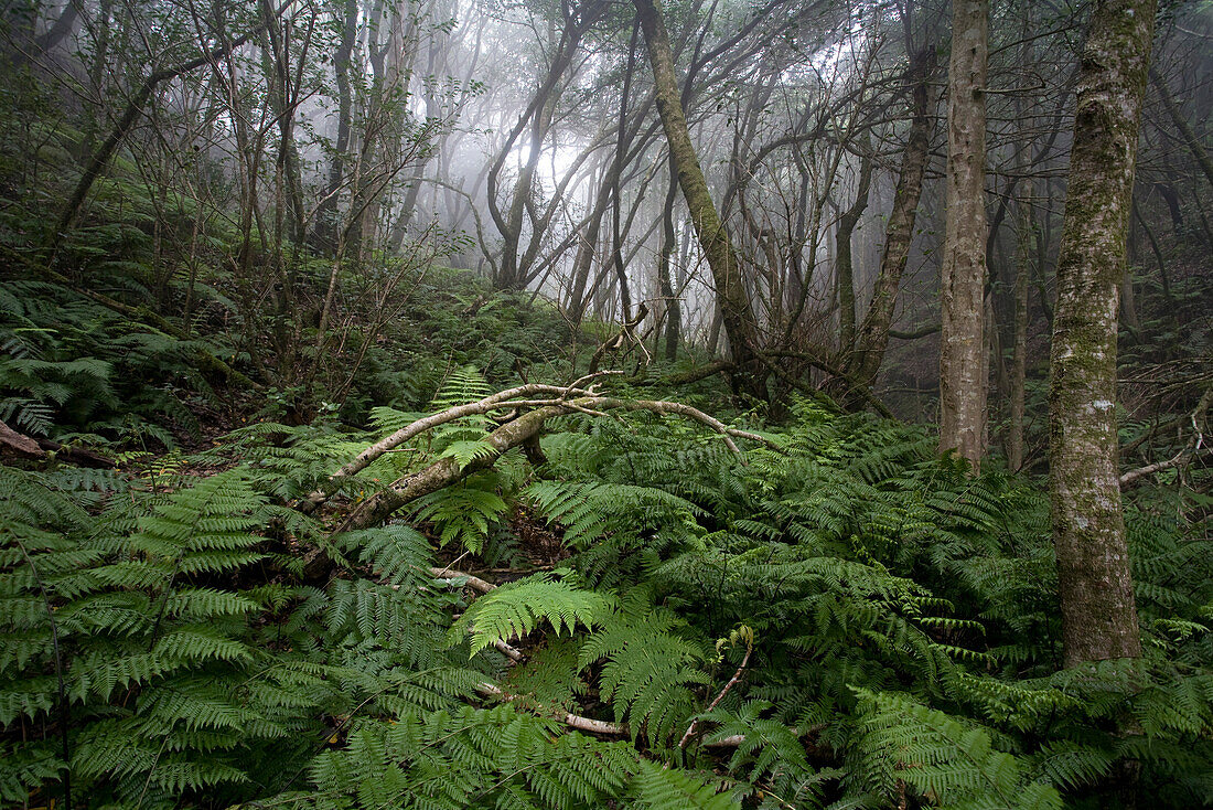 Ferns in the laurel forest, Anaga mountains, Parque Rural de Anaga, Tenerife, Canary Islands, Spain, Europe