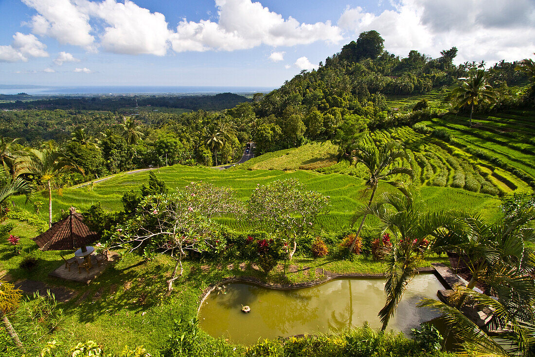 Reisfelder in Zentralbali, Indonesien