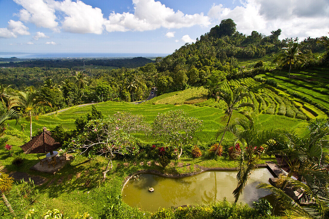 terraced rice fields, Indonesia Bali