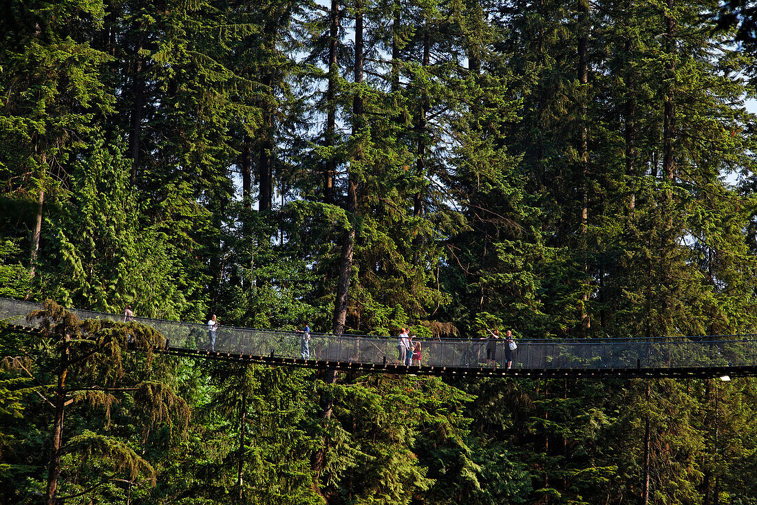 Lynn Canyon Suspension Bridge Park, Vancouver, Kanada, Britisch Kolumbien, Nordamerika