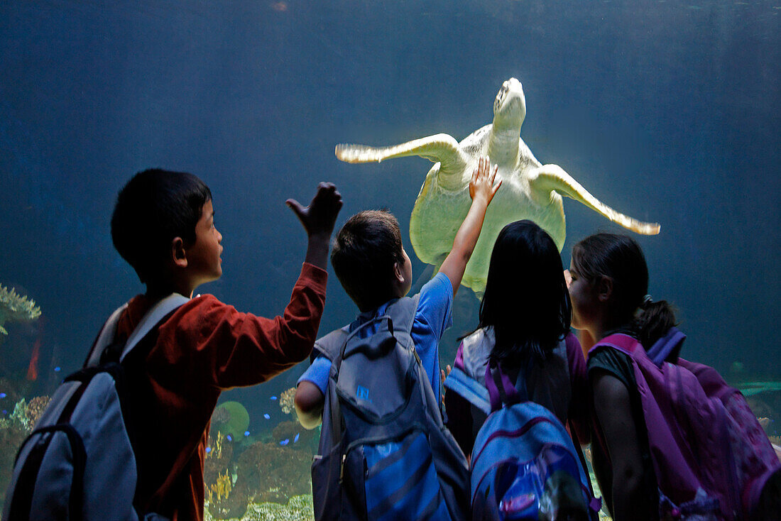 Sea turtle at Aquarium in Vancouver City in Stanley Park, school children, Canada, North America