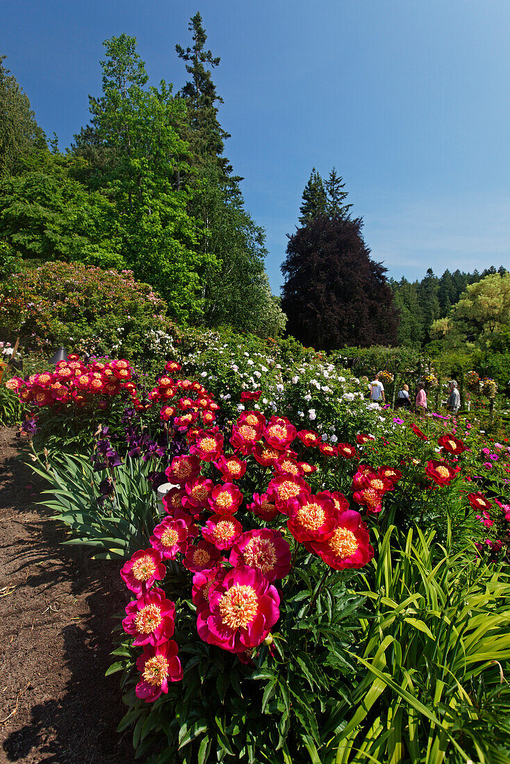Rosengarten im Butcharts Garden bei Viktoria, Vancouver Island, Kanada, Britisch Kolumbien, Nordamerika