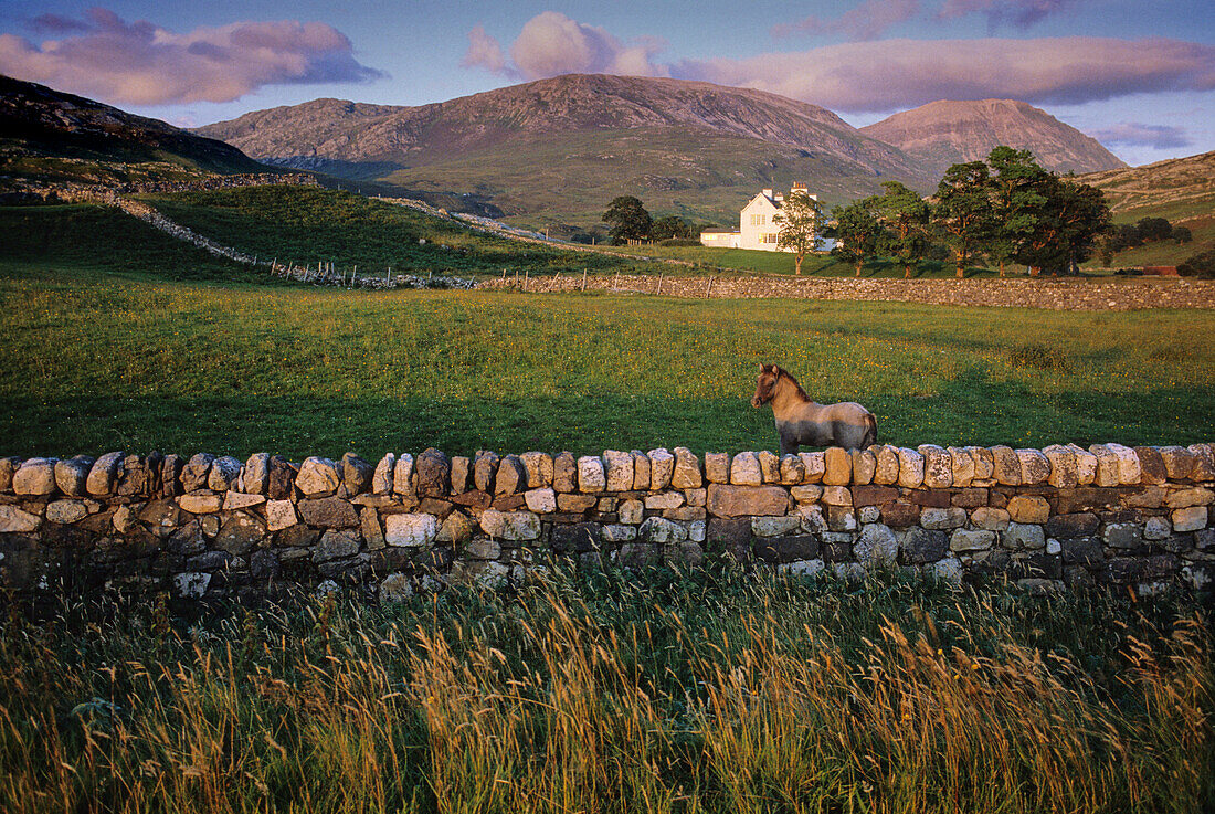 Pony auf einer Weide hinter Steinmauern, Gutshof bei Inchnadamph, Highlands, Assynt, Sutherland, Schottland, Großbritannien, Europa