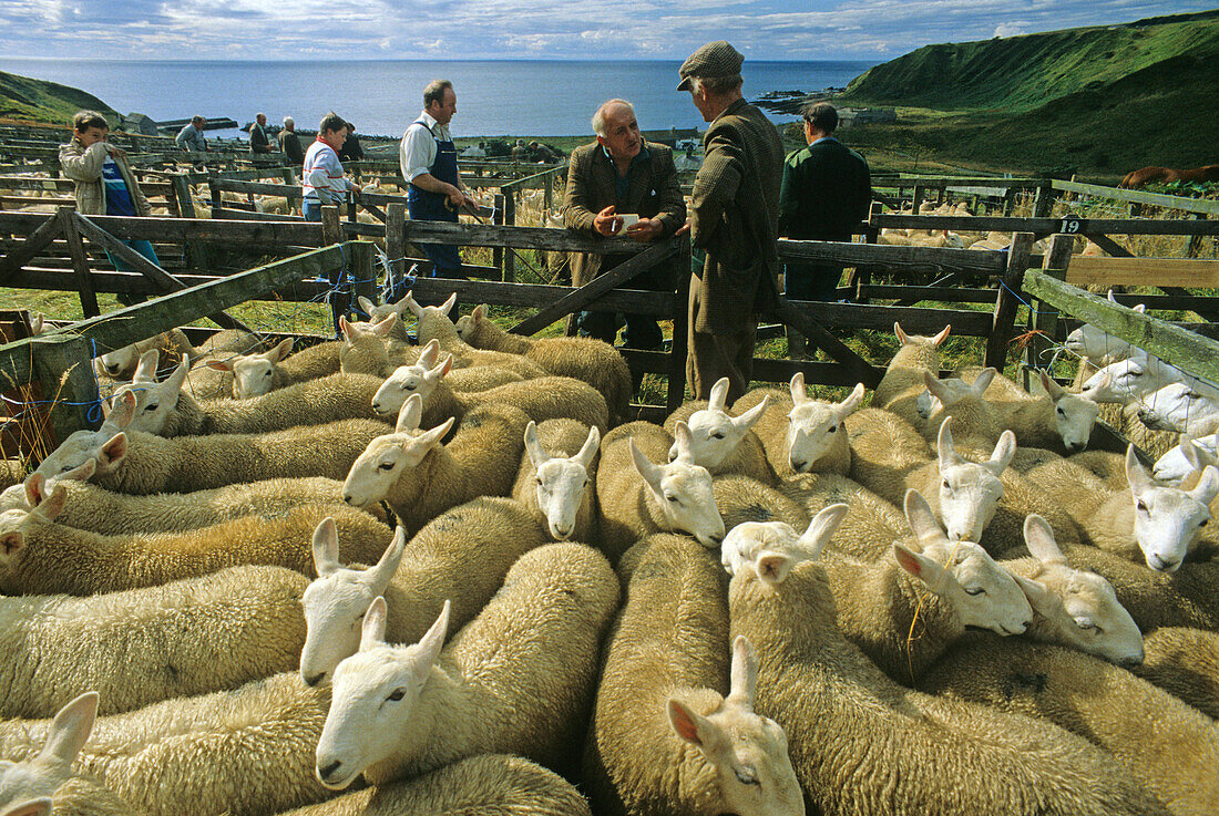 Shepherd with flock of sheep, Dunbeath, Highlands, Caithness, Scotland, Great Britain, Europe