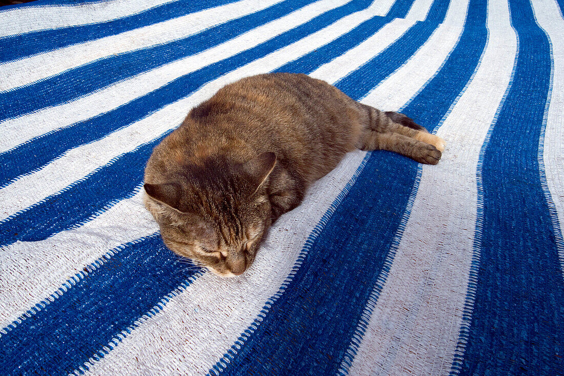 Cat sleeping on a rug, Cinque Terre, La Spezia, Liguria, Italian Riviera, Italy, Europe