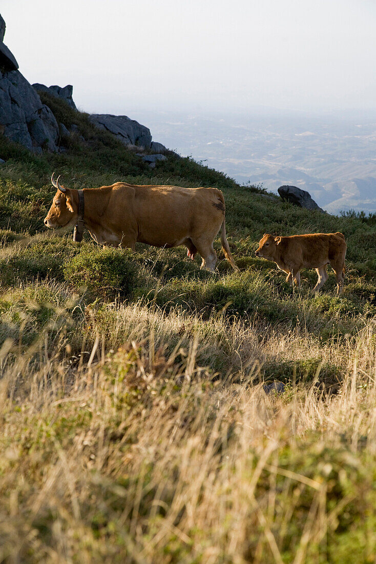 Cow with calf, Mount Foia, 902 meters above sea level, Serra de Monchique, Monchique, Algarve, Portugal