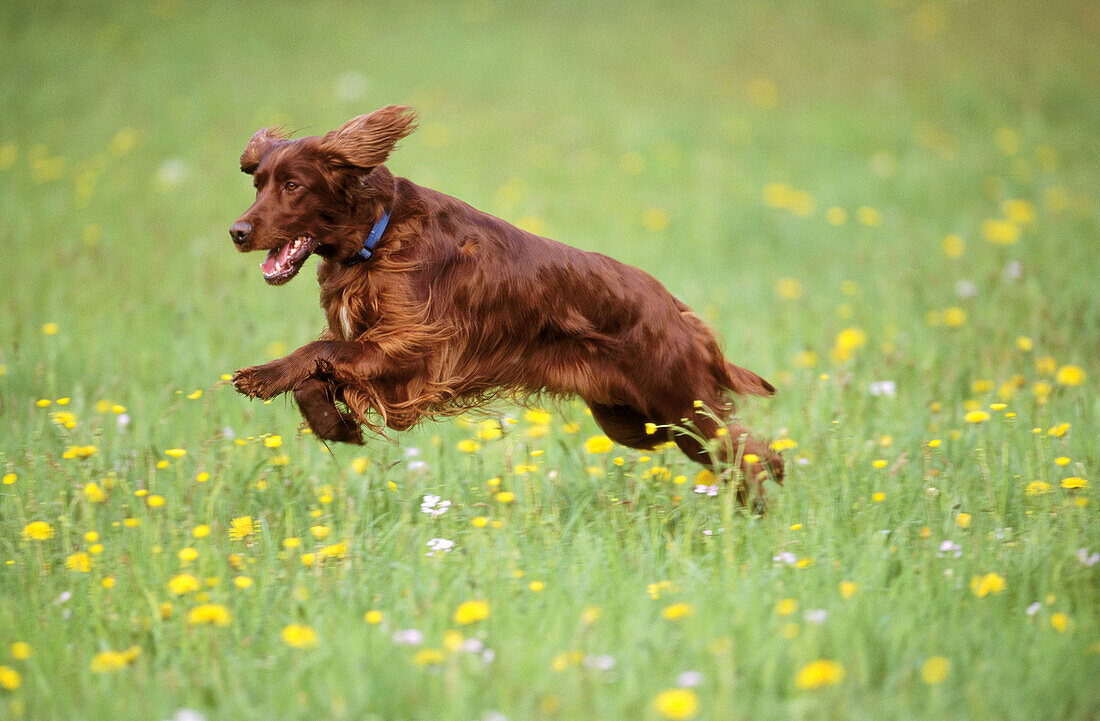 Irischer Setter, Hund springt auf einer Wiese
