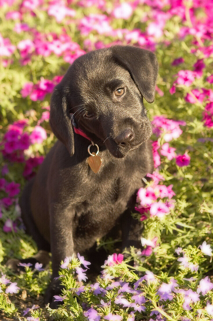 Hundebaby, acht Wochen alt, Labrador, sitzt in einer Blumenwiese