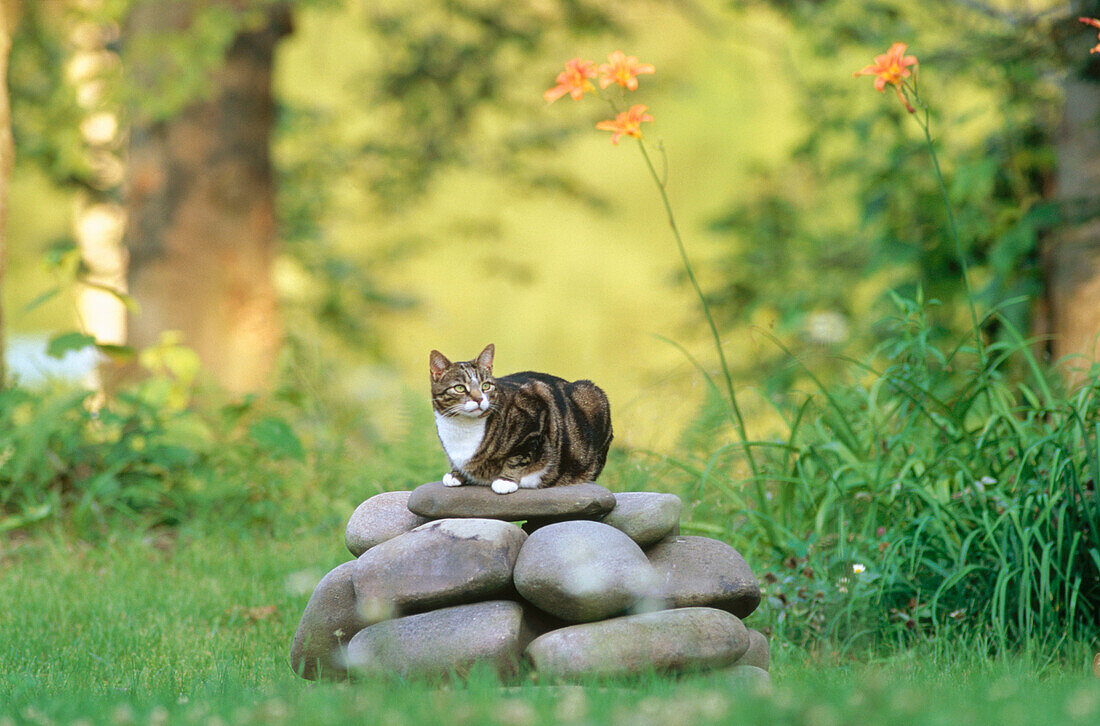 Katze, Hauskatze sitzt auf aufgetürmten Steinen