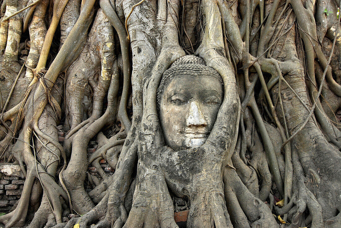 Buddas head enclosed by roots, Ayutthaya, Wat Mahatat, Thailand, Asia