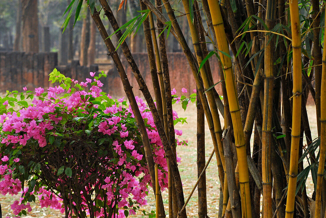 Bamboo, Kamphaeng Phet, Aranyik, Bamboo, Thailand, Asia