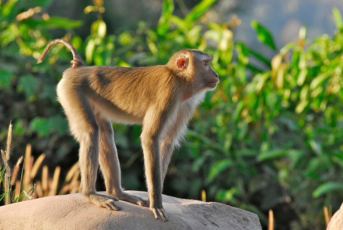 Affe im Khao Yai Nationalpark, Provinz Khorat, Thailand, Asien