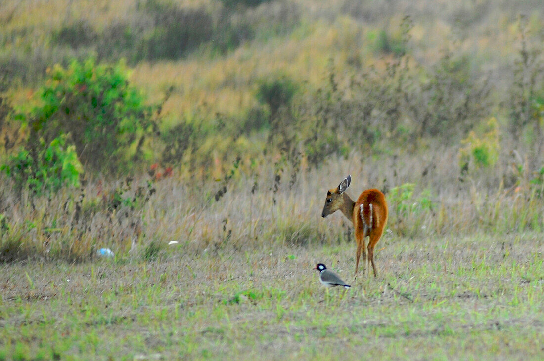 Deer in Khao Yai Nationalpark, Province Khorat, Thailand, Asia