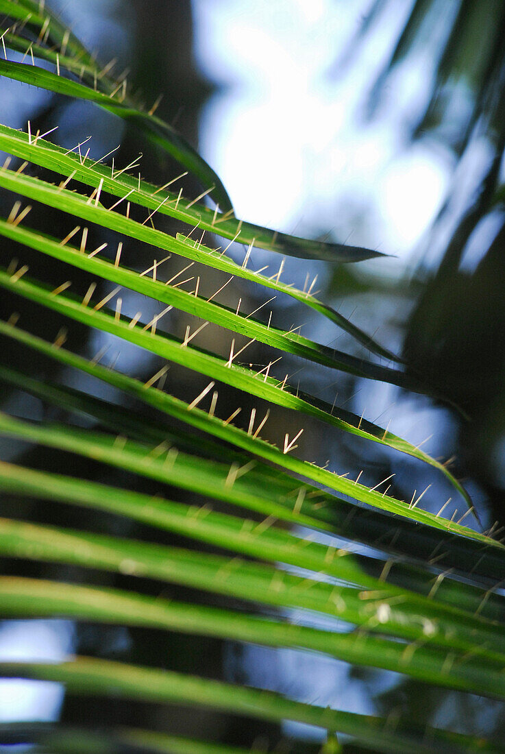 Rattan leaves in the jungle, Khao Yai National Park, Province Khorat, Thailand, Asia