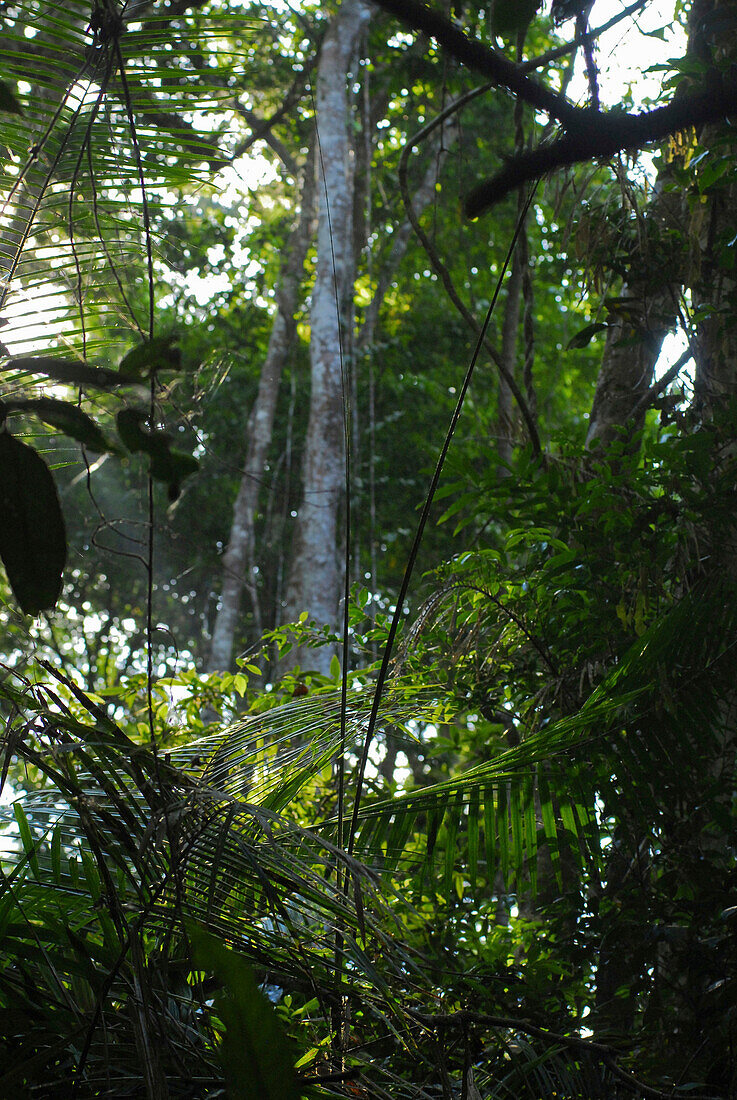 Rattan and jungle trees in Khao Yai National Park, Province Khorat, Thailand, Asia