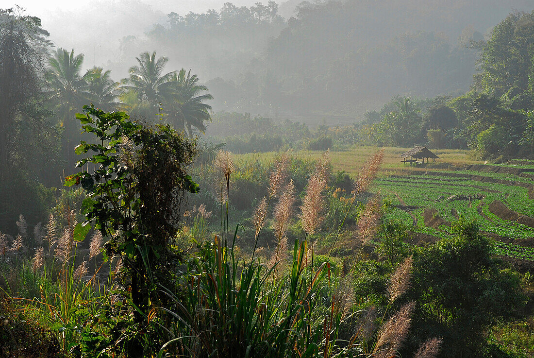 Fields in the morning light in the hills, Mae Sariang, Province Mae Hong Son, Thailand, Asia