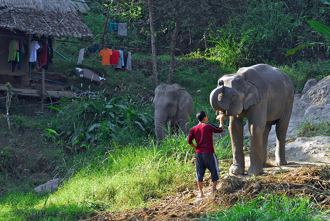 Junger Elefant wird mit Bananen gefüttert, Maesa Elefantencamp, Me Rim Valley, Provinz Chiang Mai, Thailand, Asien