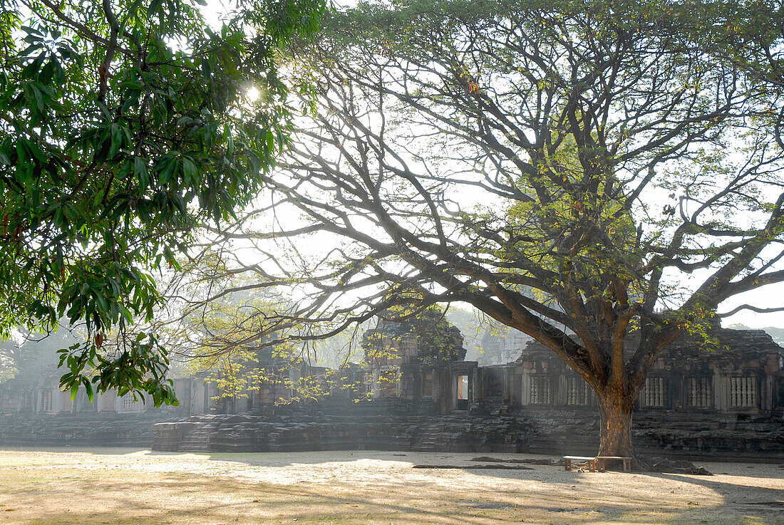 Tree in the park of Prasat Hin Phimai, Khmer Temple, Province Khorat, Thailand, Asia