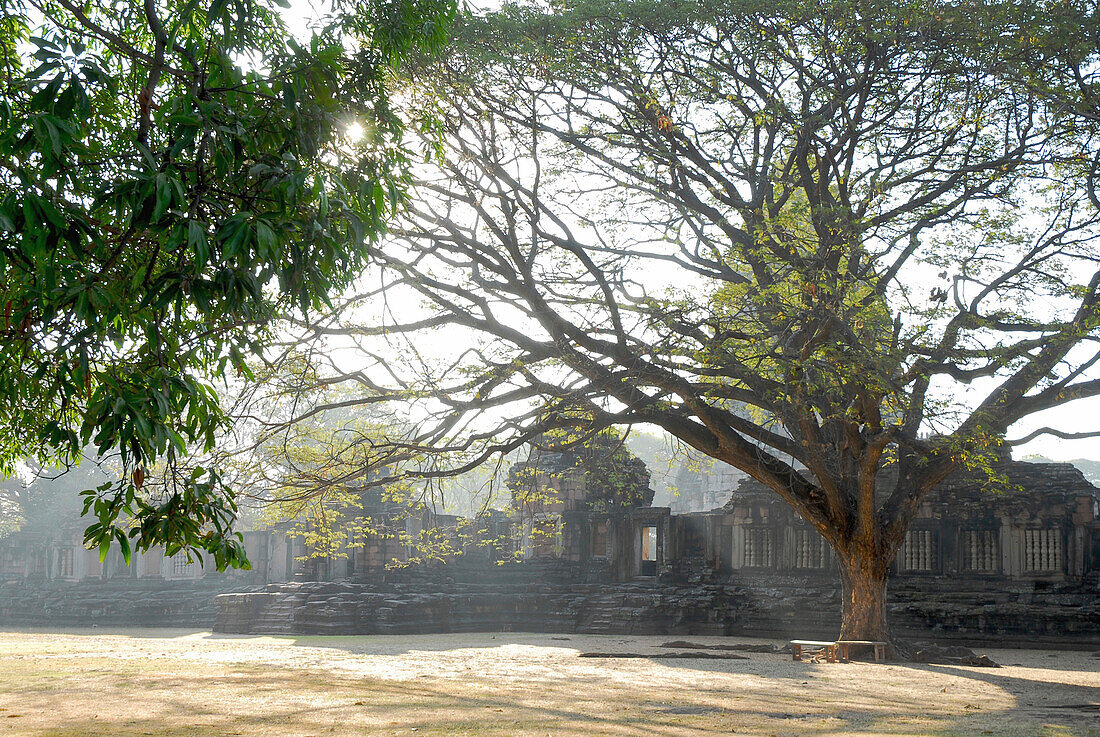 Tree in the park of Prasat Hin Phimai, Khmer Temple, Province Khorat, Thailand, Asia