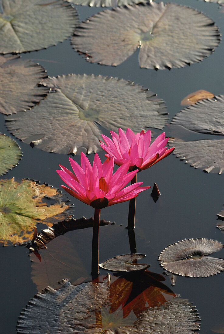 Water lily in Sukothai Historical Park, Central Thailand, Asia