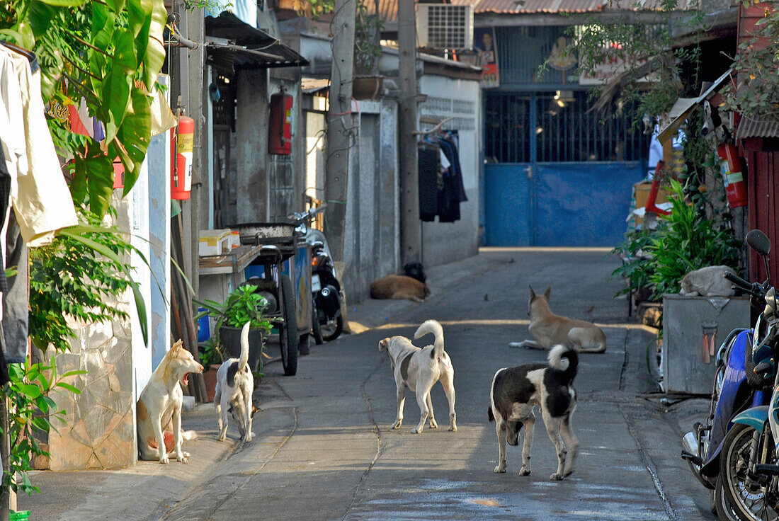 Hunde in einer Strasse in Thonburi, Bangkok, Thailand, Asien