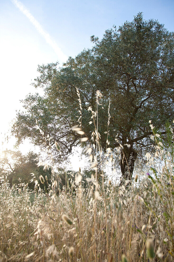 Olivenhain und Wiese im Sonnenlicht, Paulilantano, Sardinien, Italien, Europa