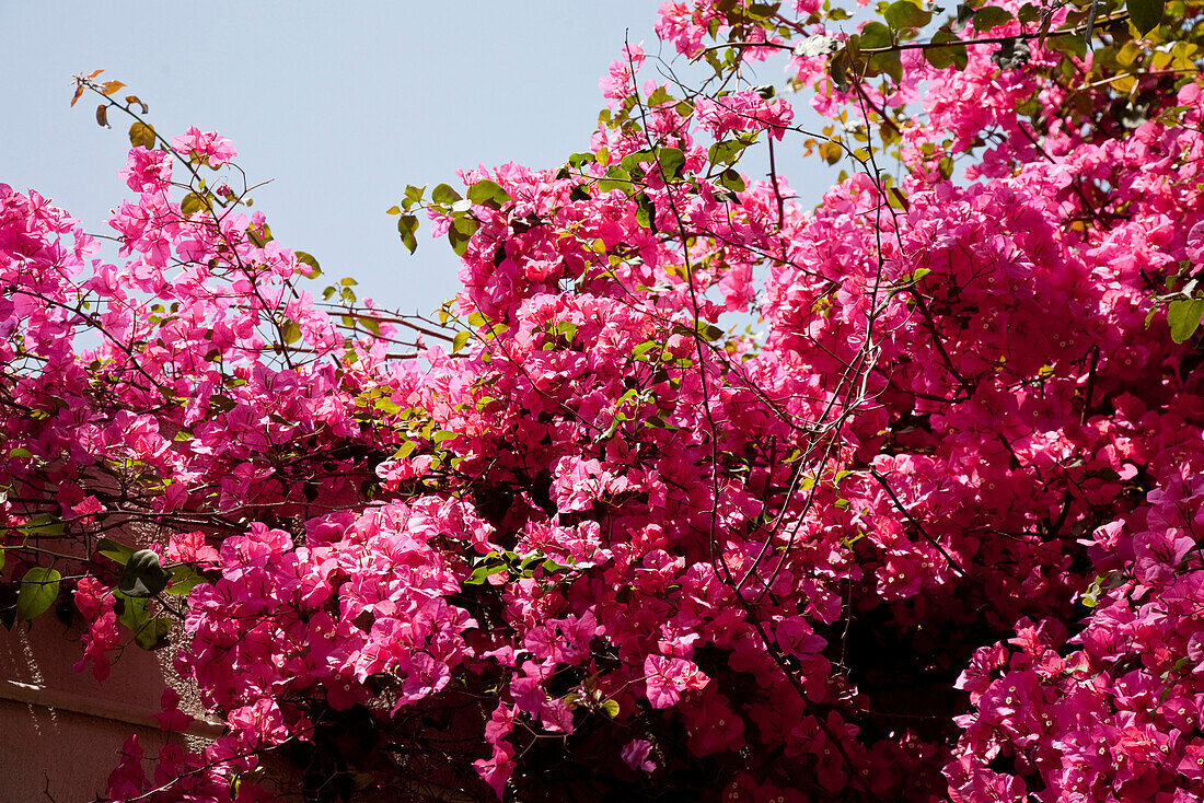 Rosa Blüten im Sonnenlicht, Cagliari, Sardinien, Italien, Europa