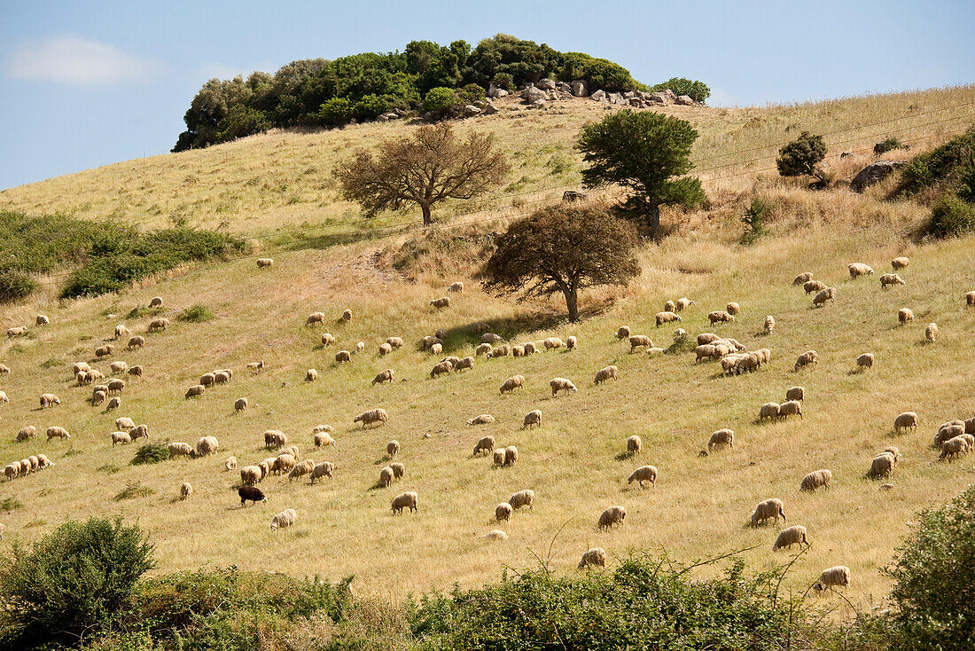 Flock of sheep on a sunlit meadow at a mountainside, Sardinia, Italy, Europe