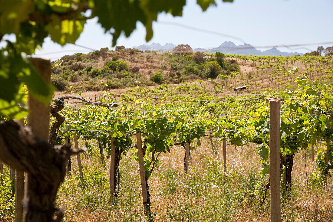 Blick auf Weinreben im Sonnenlicht, Weingut Pedra Majore, Sardinien, Italien, Europa