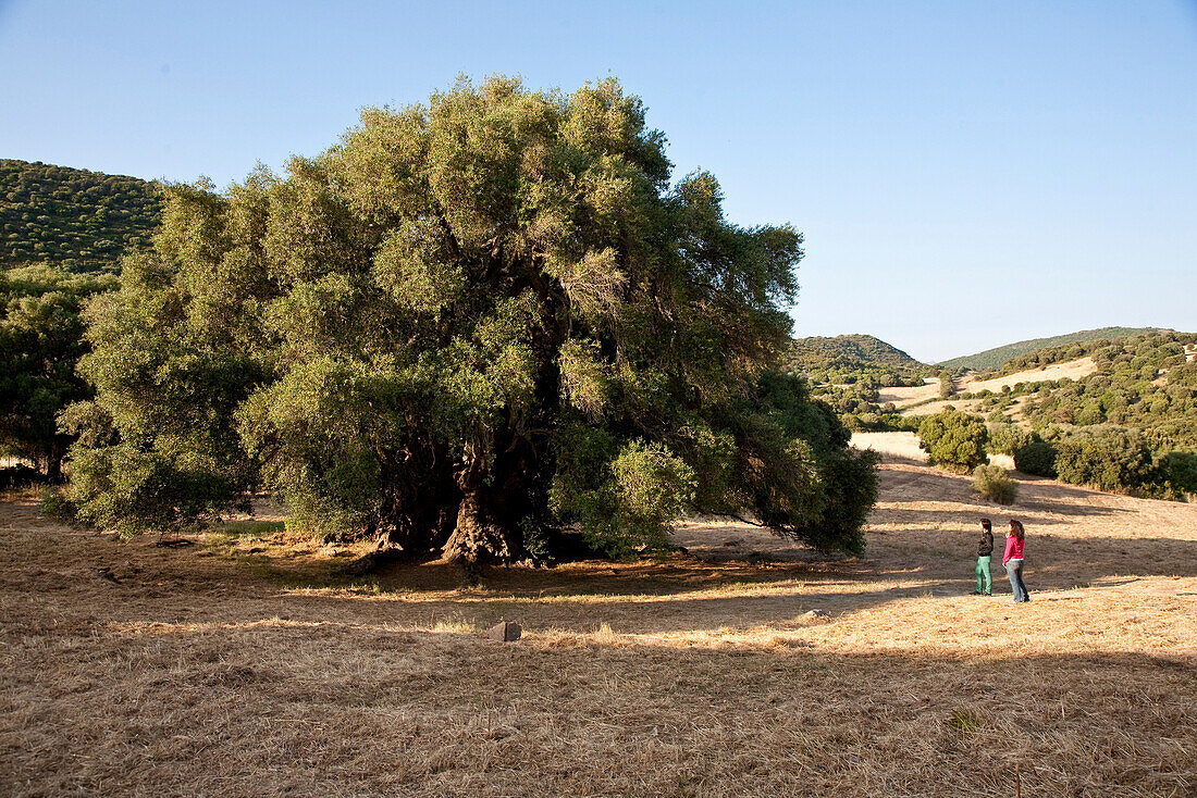 Menschen betrachten den tausendjährigen Olivenbaum im Sonnenlicht, Luras, Sardinien, Italien, Europa