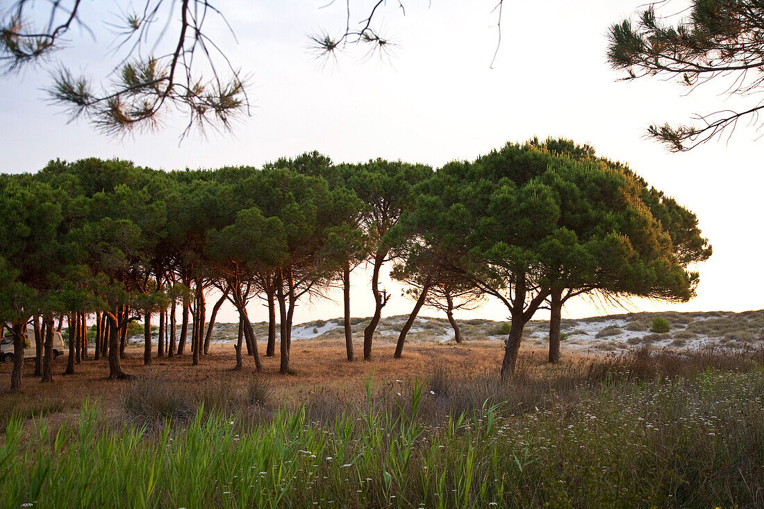 Pinienhain hinter den Dünen am Morgen, Posada, Sardinien, Italien, Europa