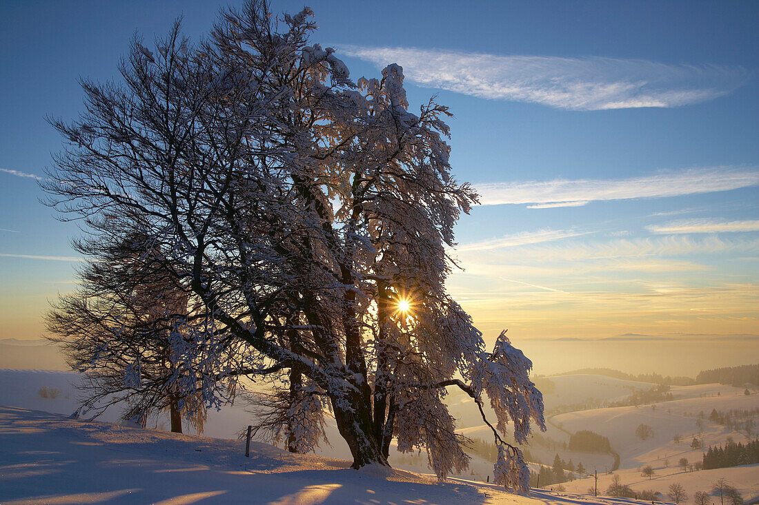 Winterabend auf dem Schauinsland, Sonnenuntergang, Windbuche, Schwarzwald, Baden-Württemberg, Deutschland, Europa