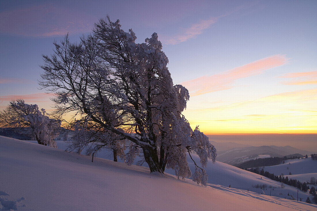 Snow covered trees after sunset, Schauinsland, Black Forest, Baden Wurttemberg, Germany
