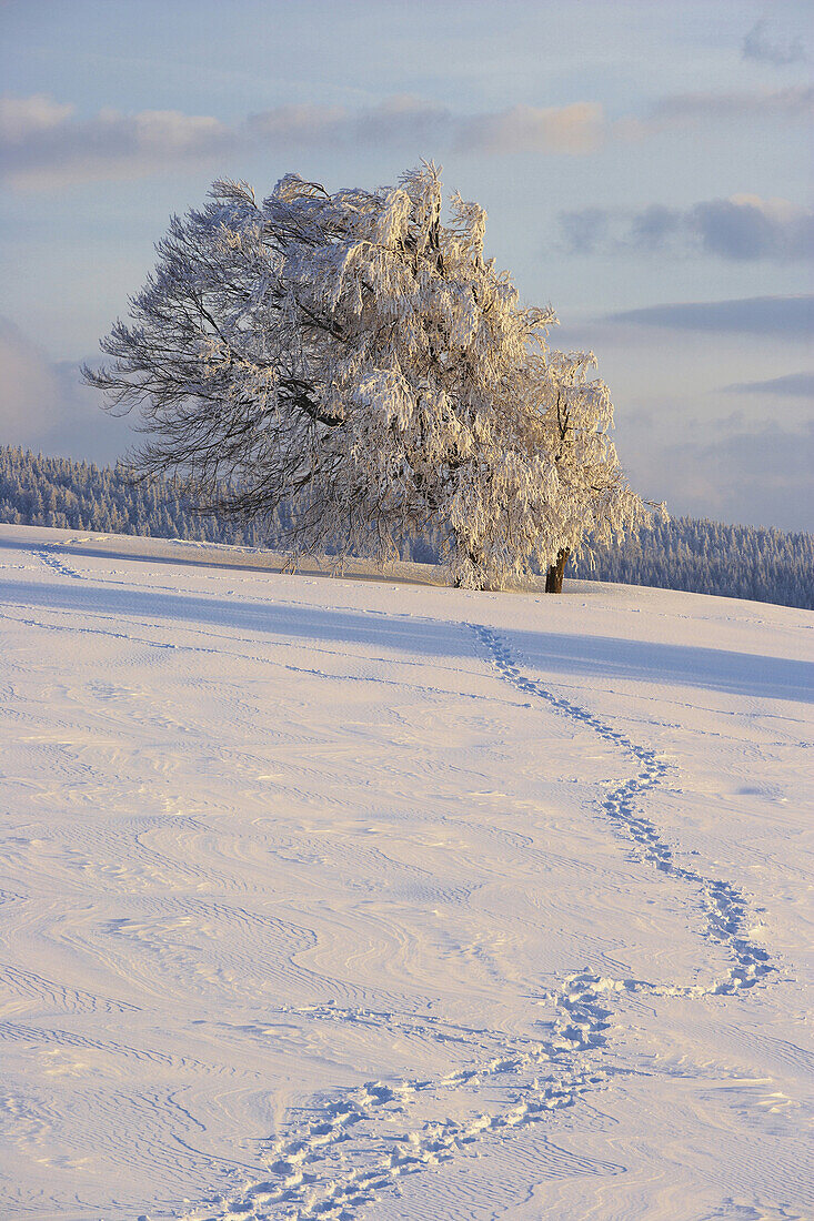 Tracks in snow and snow covered trees, Schauinsland, Black Forest, Baden Wurttemberg, Germany, Europe