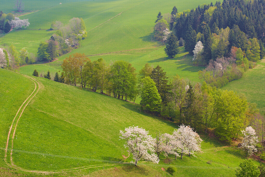 Spring day near St. Märgen, Black Forest, Baden-Württemberg, Germany, Europe