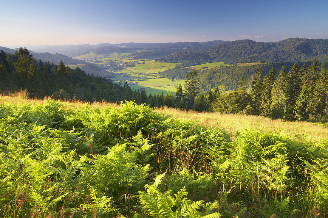 Blick vom Herzogenhorn auf das Bernauer Hochtal, Morgen, Sommer, Schwarzwald, Baden-Württemberg, Deutschland, Europa