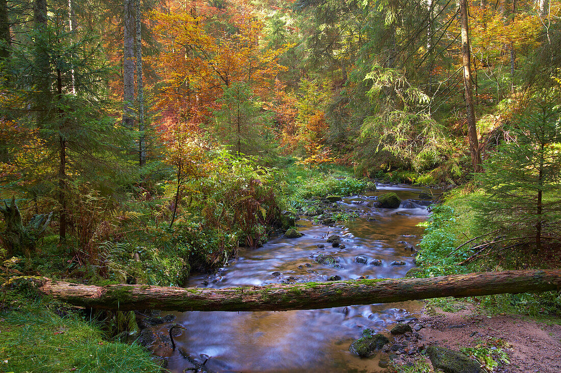 Zauberwald  Bernau, Herbsttag, Schwarzwald, Baden-Württemberg, Deutschland, Europa