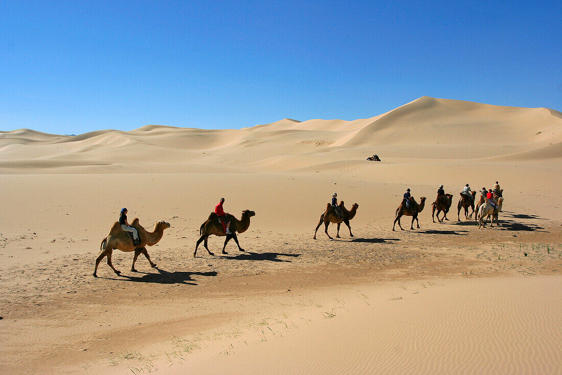 Camel train of tourists in desert, General, desert, Mongolia