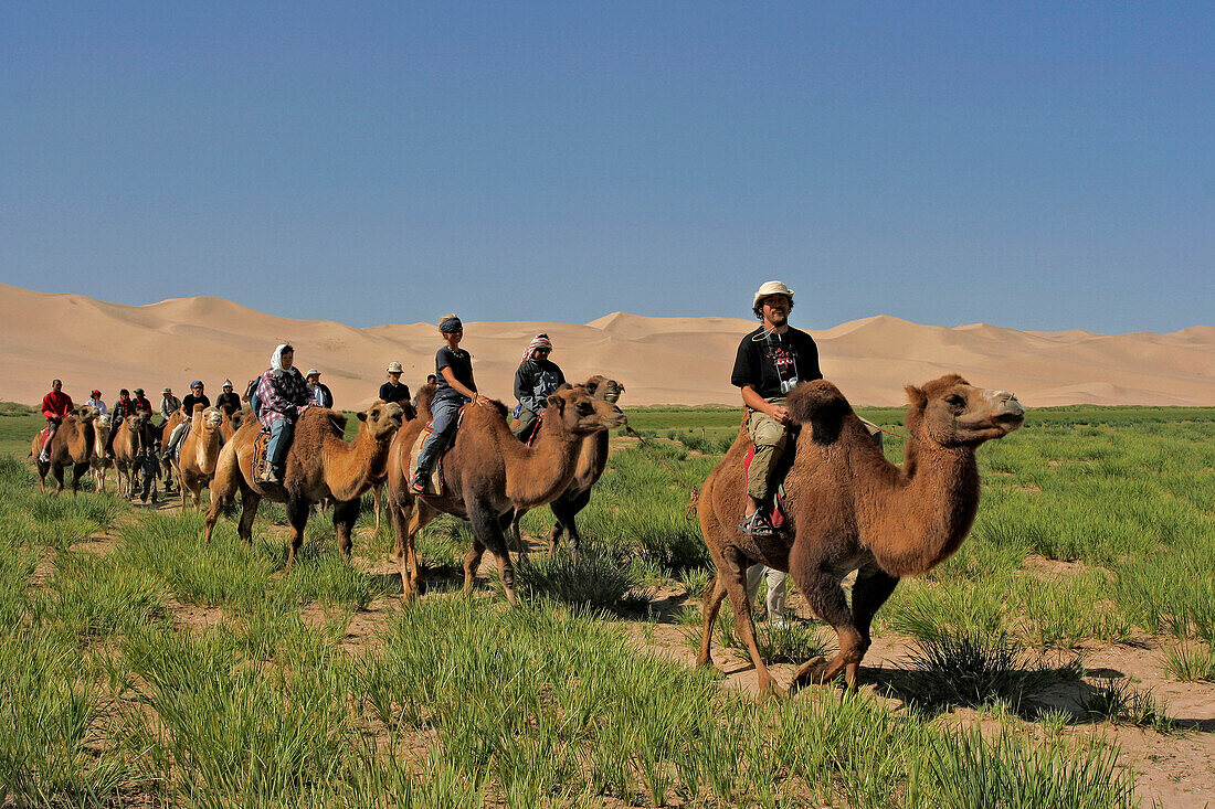 Tourists on camels in grassy desert, General, desert, Mongolia