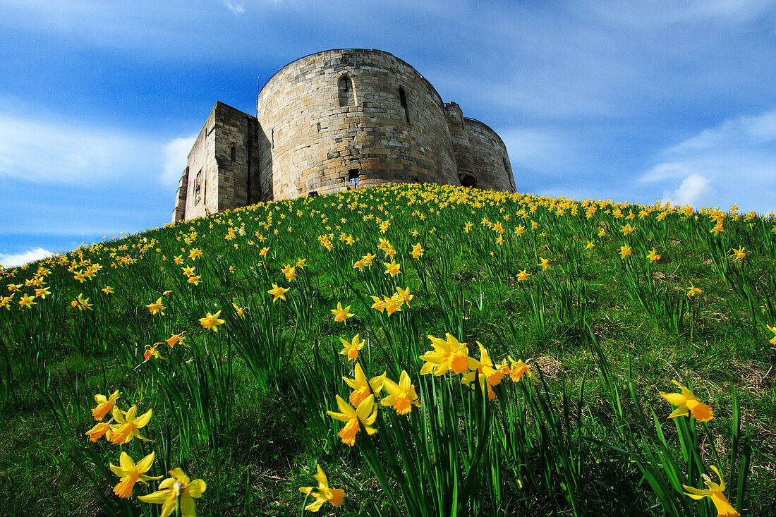 Clifford's Tower in springtime, York, Yorkshire, UK, England