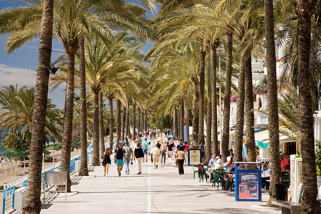 View along busy palm-lined Promenade Avenida Duque de Ahumada, Marbella, Costa del Sol, Spain